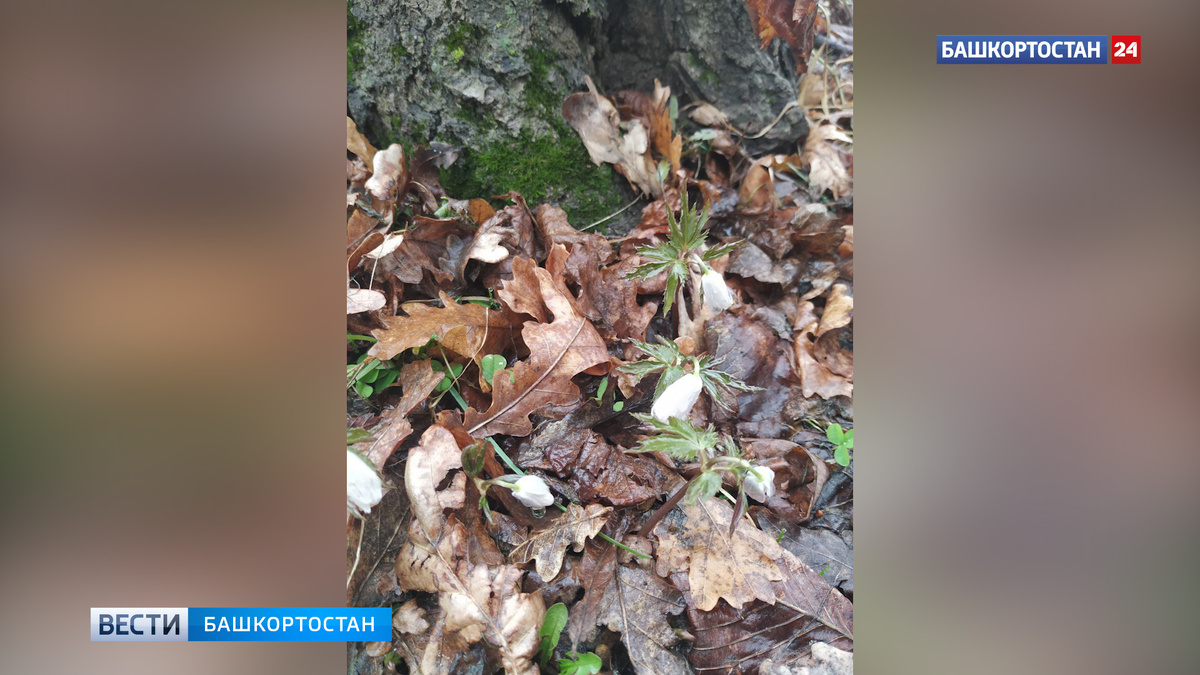    Первые растения проснулись в лесах Башкортостана