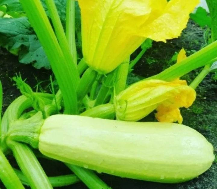 Скриншот Яндекс картинки