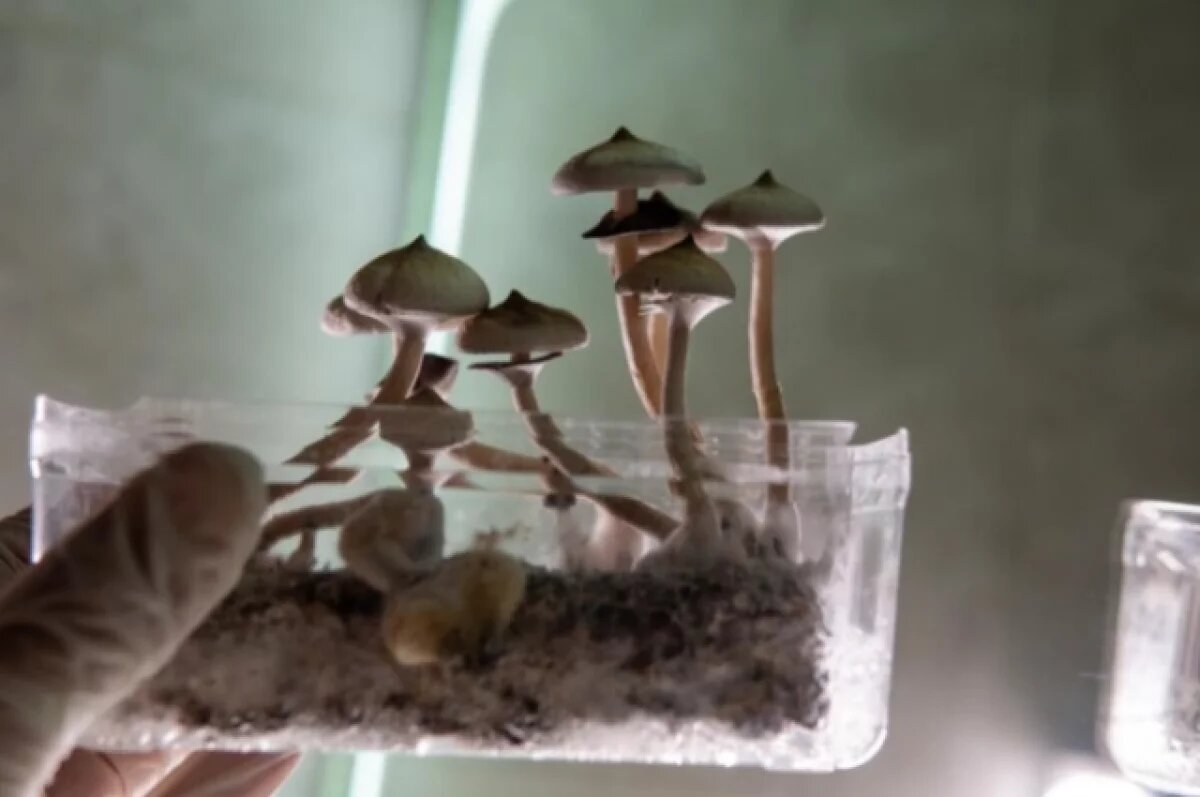    Новосибирский агроном рассказала, как вырастить грибы на подоконнике