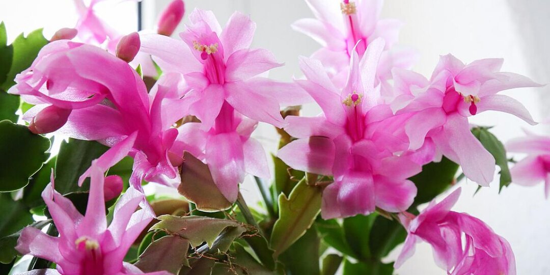 Уход за цветком-декабристом: как правильно обрезать и пересаживать