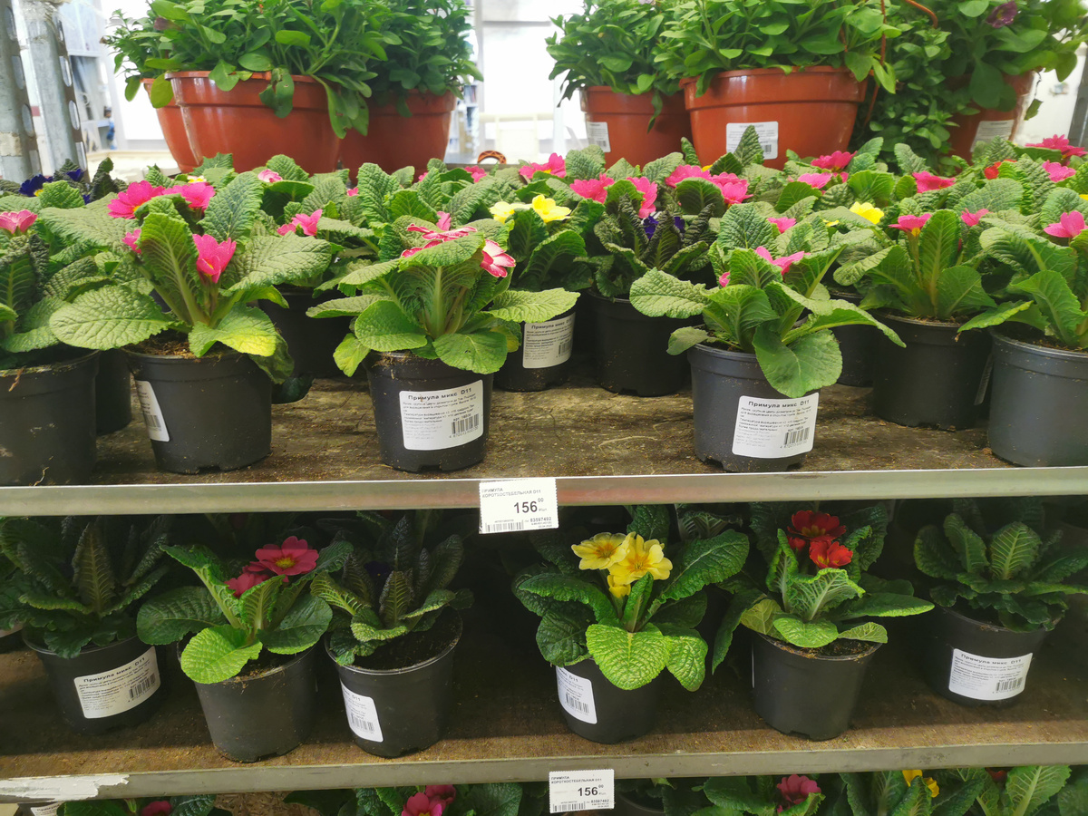 Примулы - это не те, что нужно сажать в сад.