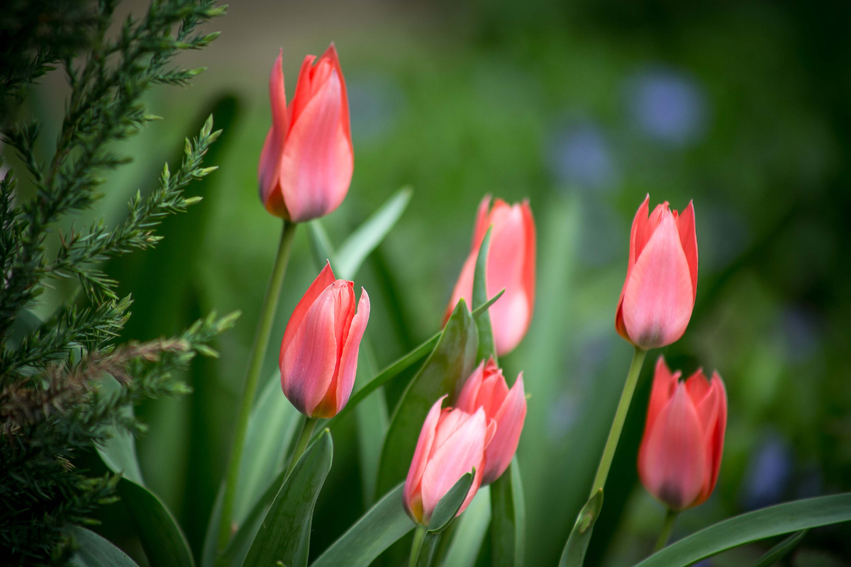 Автор фото Елена Якимова / Greenfingers