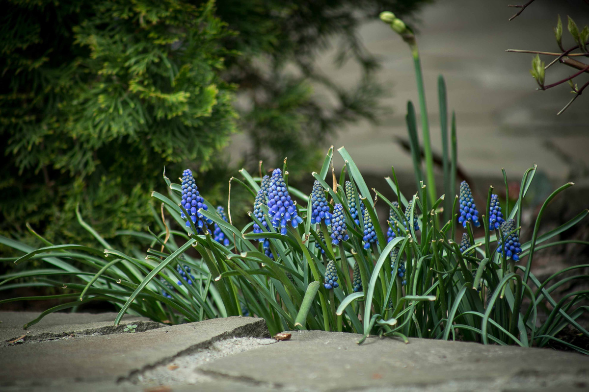 Автор фото Елена Якимова / Greenfingers