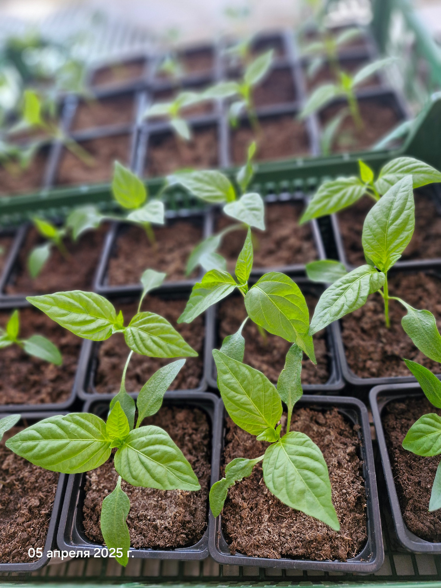 Второй партии рассады сладкого перца уже 10 дней от всходов, а я список сортов еще не составила🙄