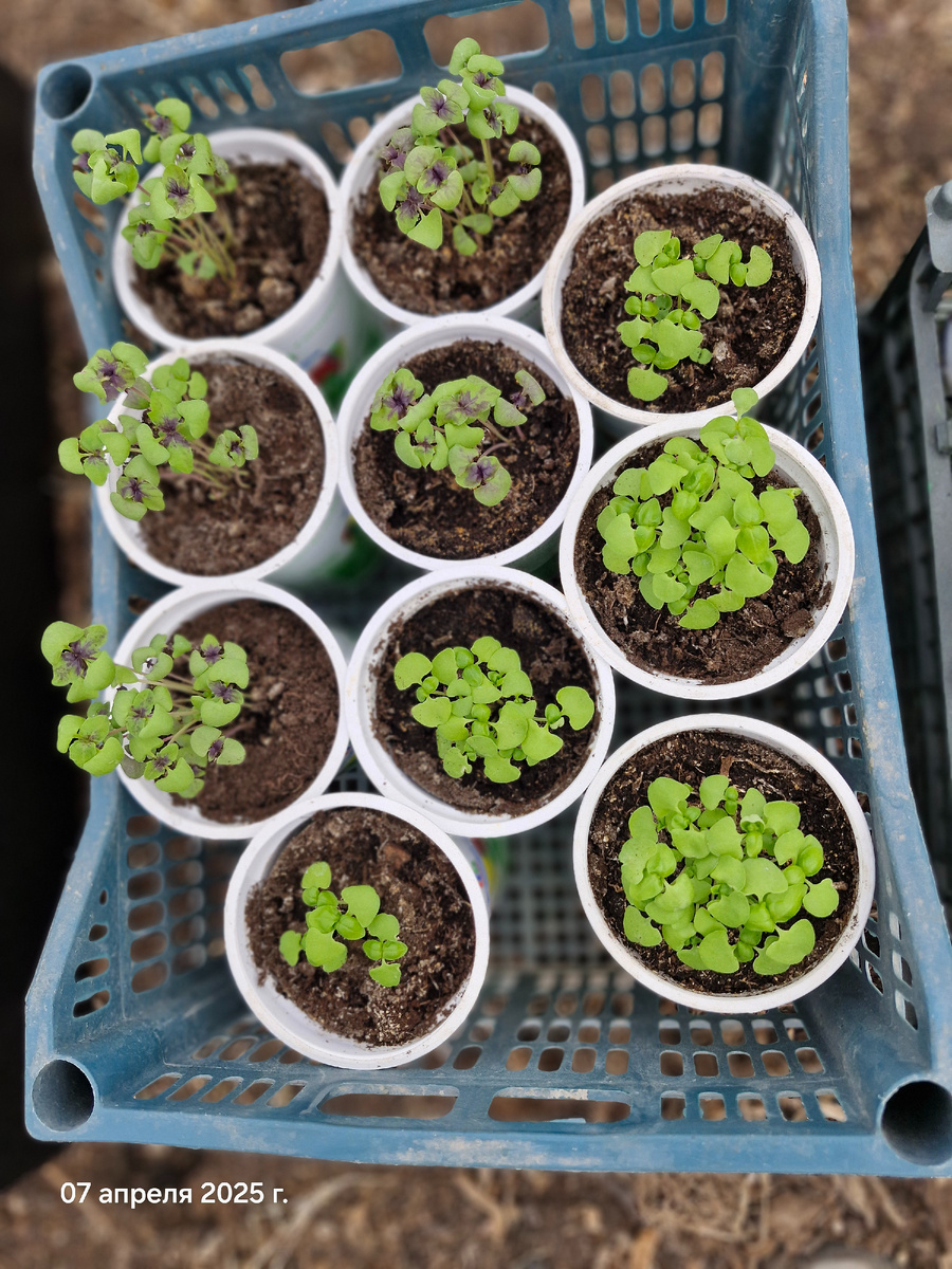 Так пучками и буду растить, мне нравится.