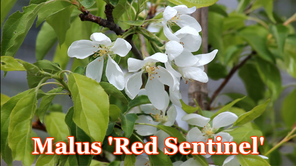 №15 Malus 'Red Sentinel' фото автора
