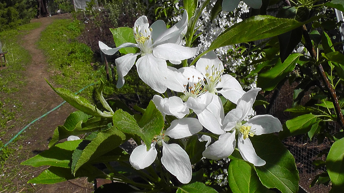 MALUS 'Red Sentinel', Яблоня `Ред Сентинел` цветение 12 05.2021 года.