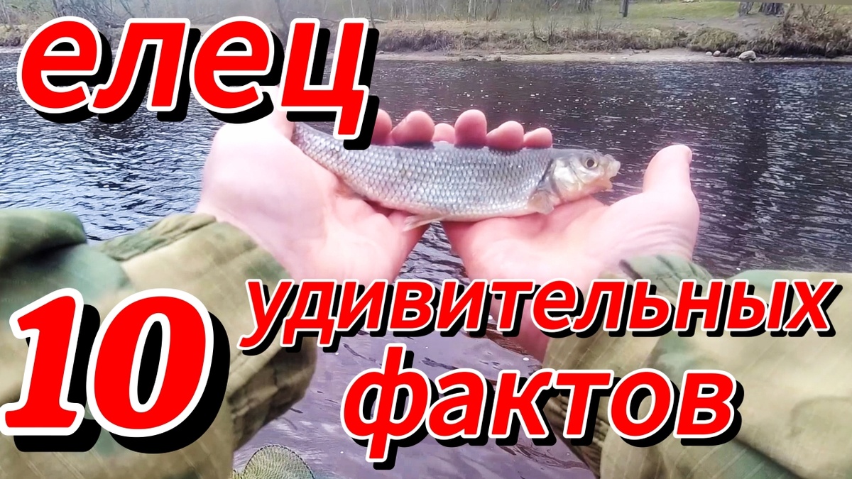 Елец незаметный красавец и 10 увлекательных фактов. #елец, #рыбаелец