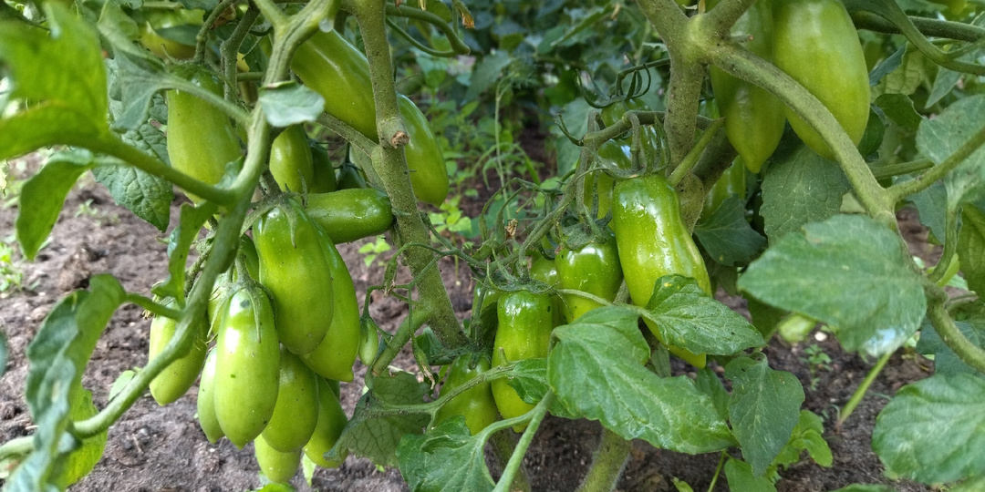 Стала пикировать томаты «не по правилам» – и теперь получаю полноценную 1-ю кисть и ранний урожай