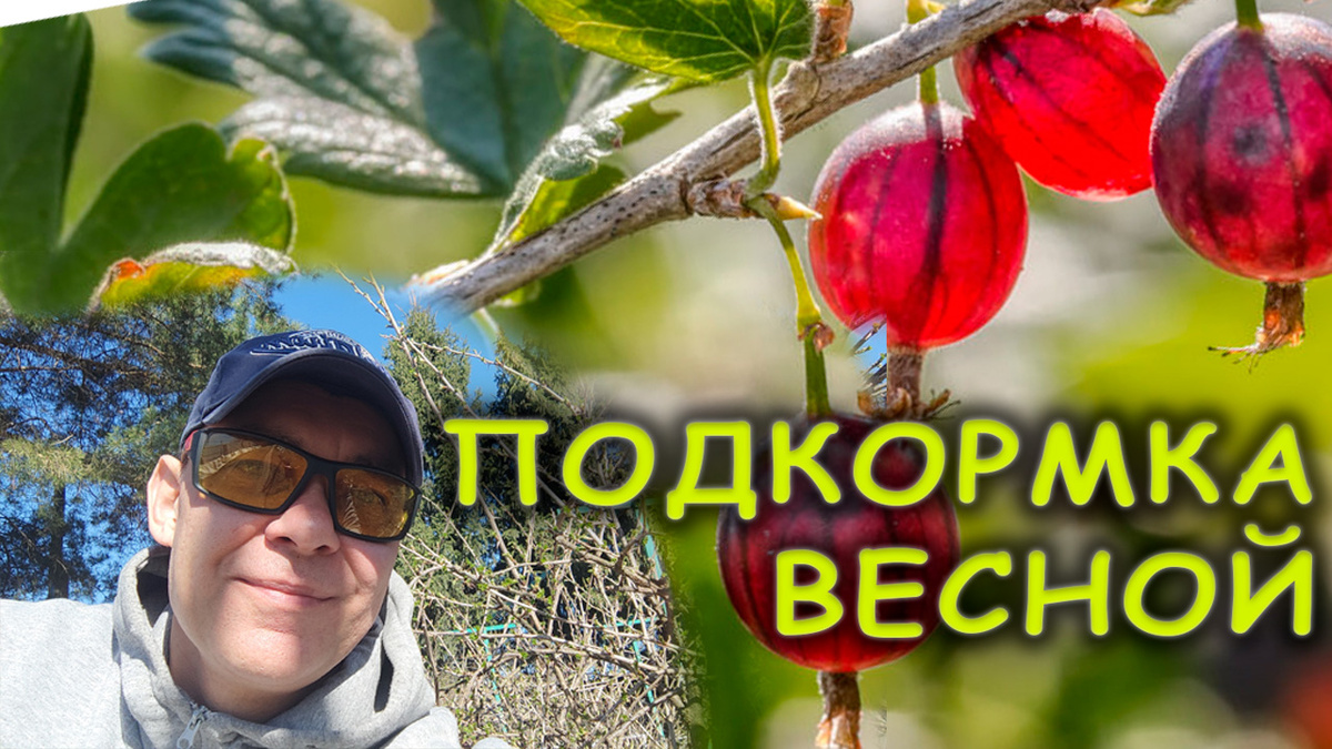 В чем секрет моих обильных урожаев сладкого крупного крыжовника и смородины