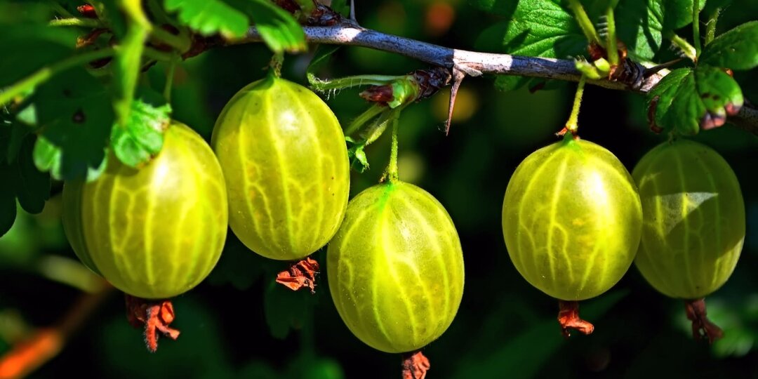 Вот от чего моя Смородина крупнее вишни, а Крыжовник размером со сливу