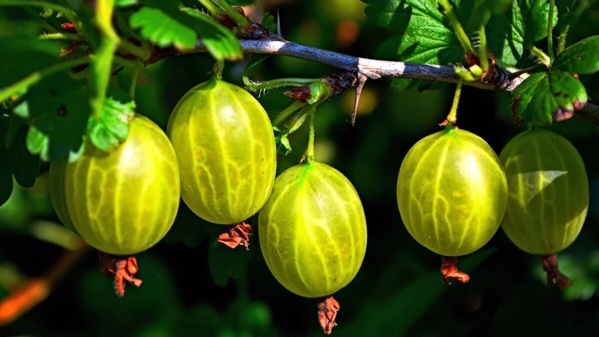 Вот от чего моя Смородина крупнее вишни, а Крыжовник размером со сливу