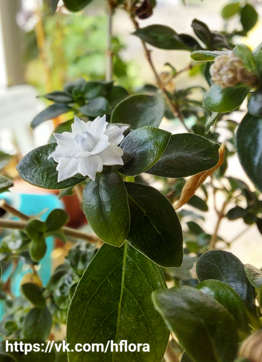 Serissa foetida 'Flore Pleno'