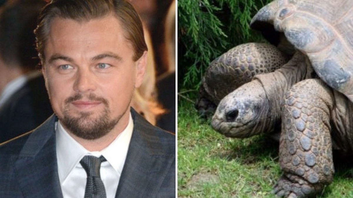  Леонардо Ди Каприо и черепаха