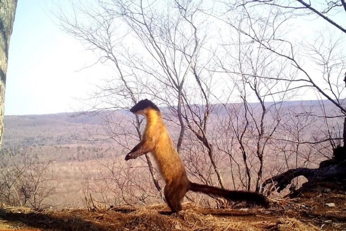    Следы редкой харзы обнаружили учёные в заповеднике Хабаровского края