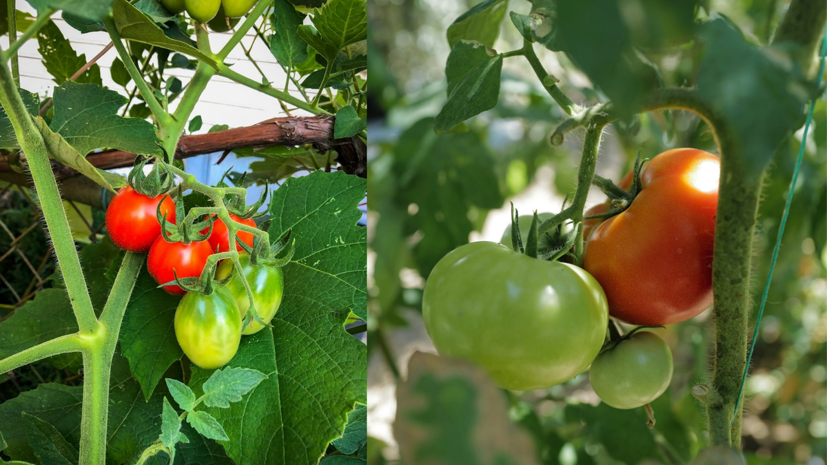 Помидоры на грядке