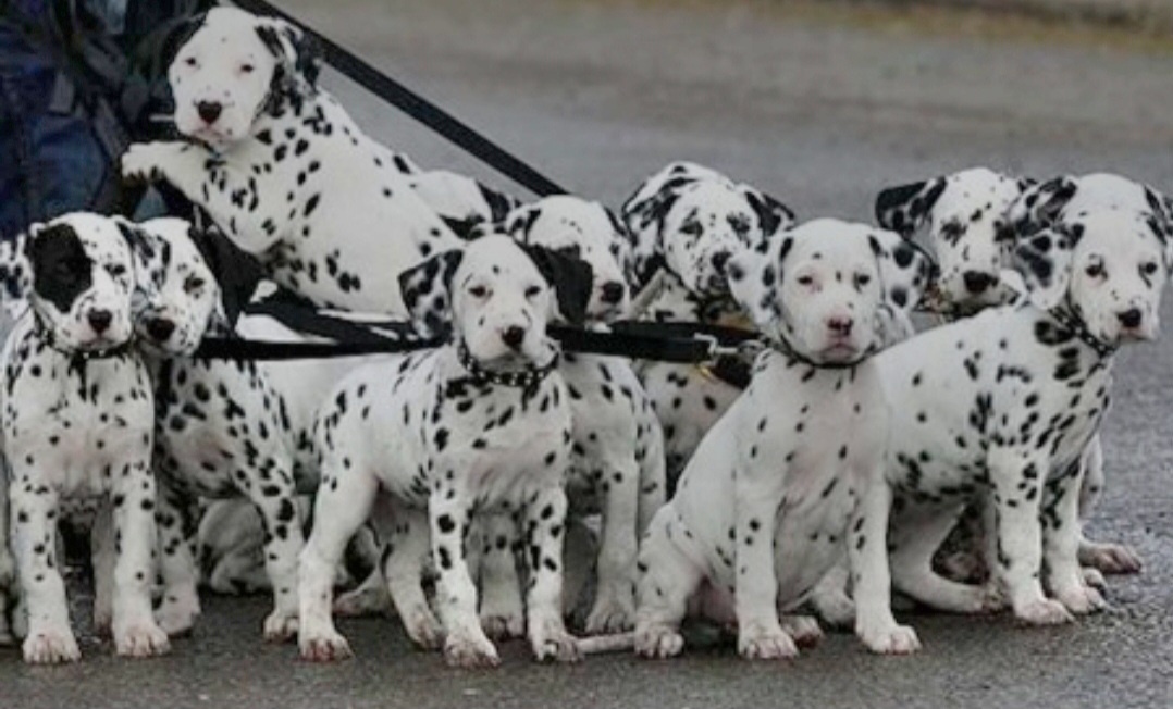 Отличные собаки-компаньоны, семейные питомцы