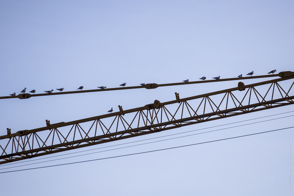 2. Чайки на кране... © NickFW.ru — 31.3.22г.