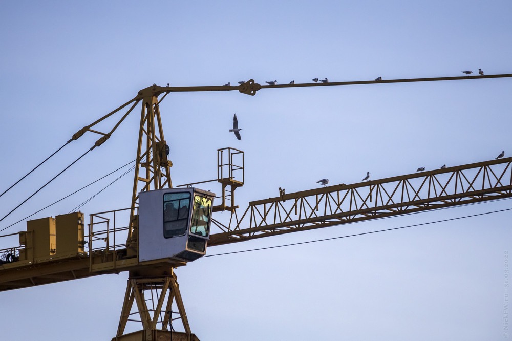 1. Чайки на кране... © NickFW.ru — 31.3.22г.