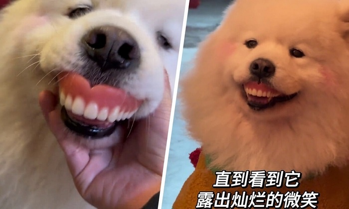    В Китае собака примерила зубные протезы хозяйки и стала звездой интернета