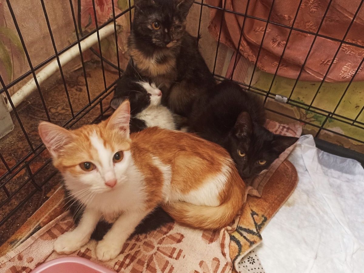 Все котодети в сборе. 