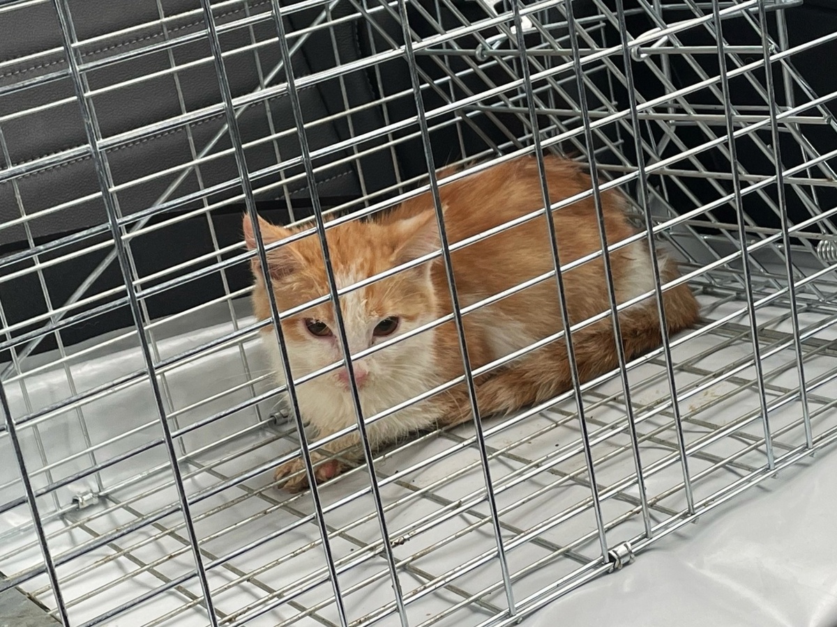 Котёнок № 1