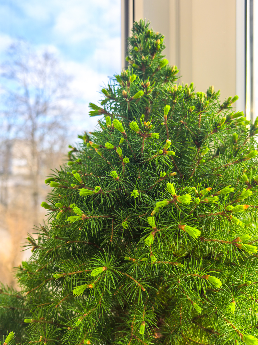 Моя красавица