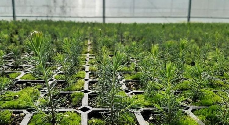    Свердловская область полностью обеспечила себя лесопосадочным материалом