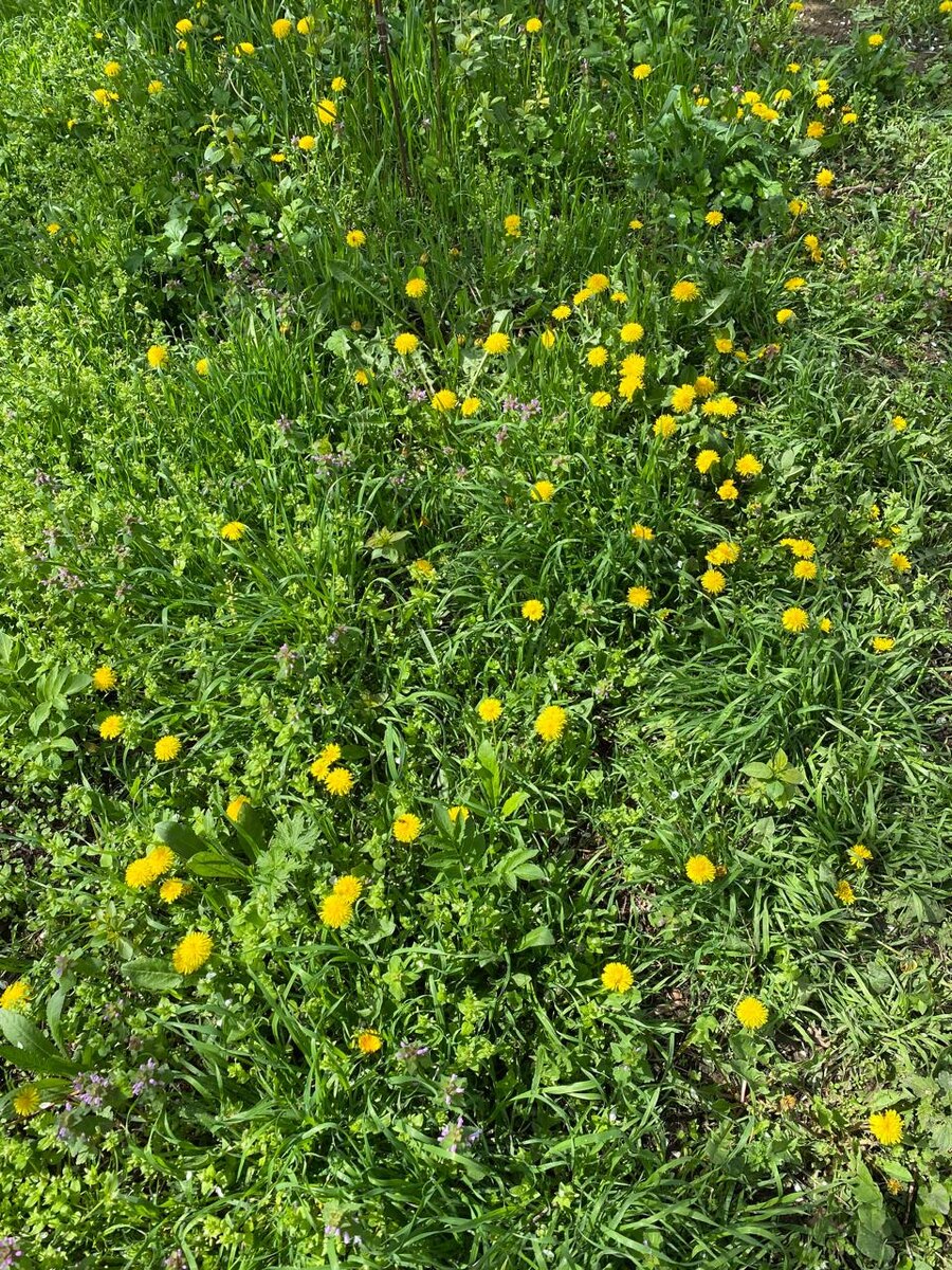 Заросли одуванчиков