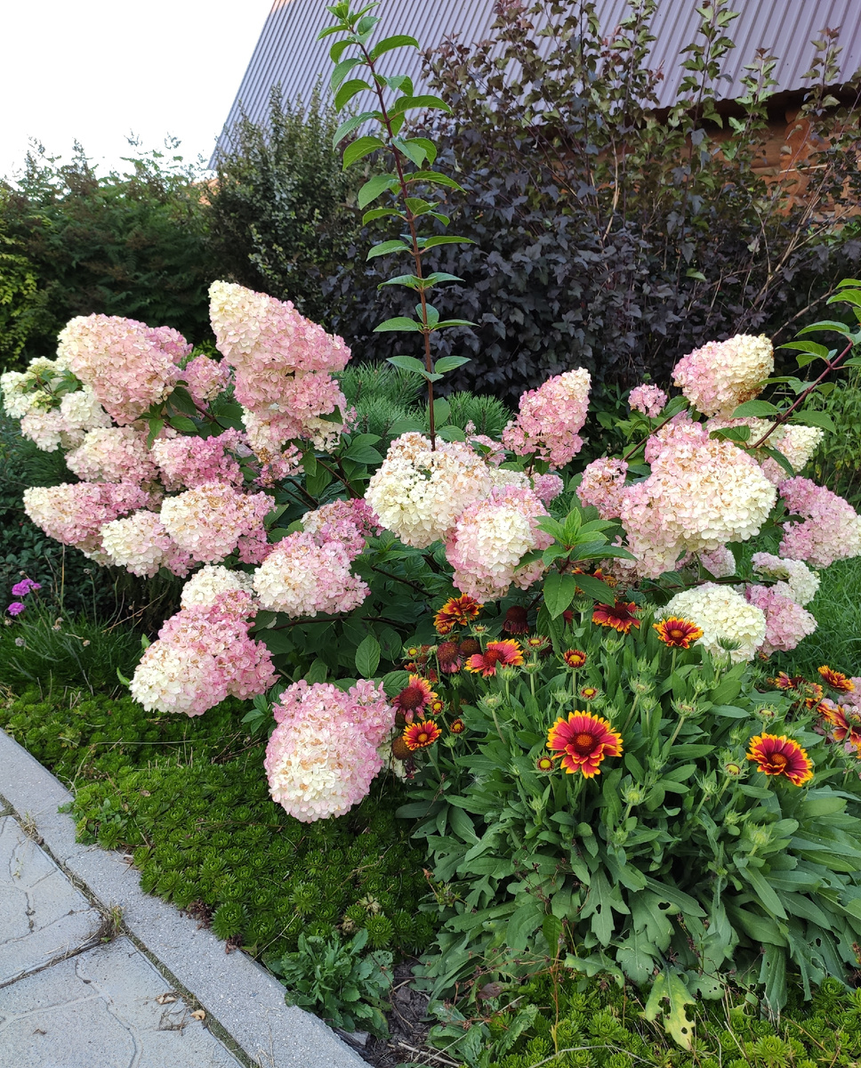 Гортензия Сандей Фрейз.