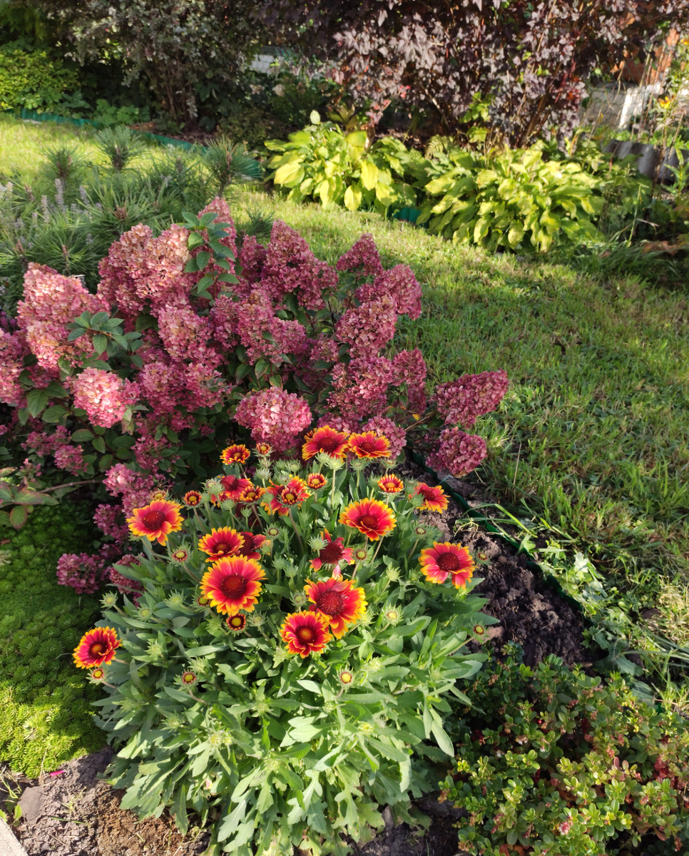 Гортензия Сандей Фрейз