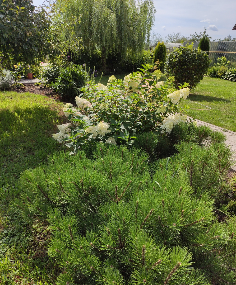 Гортензия Сандей Фрейз.