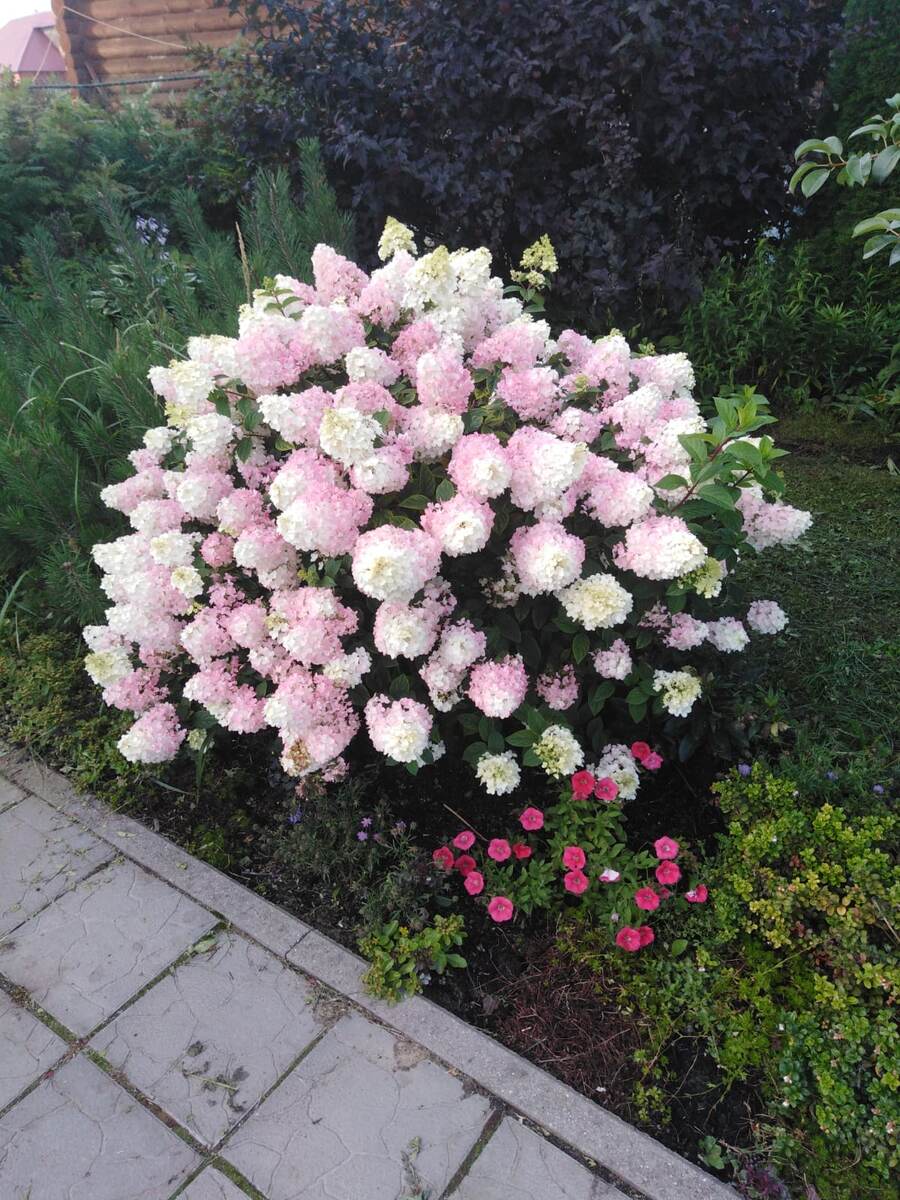 Гортензия Сандей Фрейз.