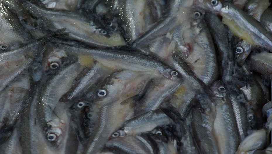    Замороженная рыба на Празднике корюшки в Петропавловской крепости Автор фото: Елена Яковлева / "Деловой Петербург"