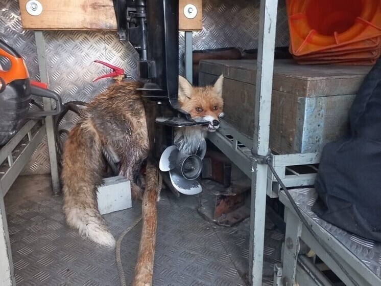     Фото: служба спасения г. Котлас