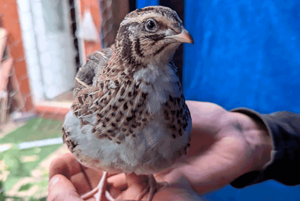 Выращивание перепёлок с суточного возраста