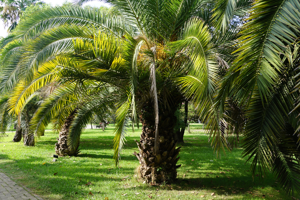 Кооперативный сквер.все фото подборки сделаны автором публикации