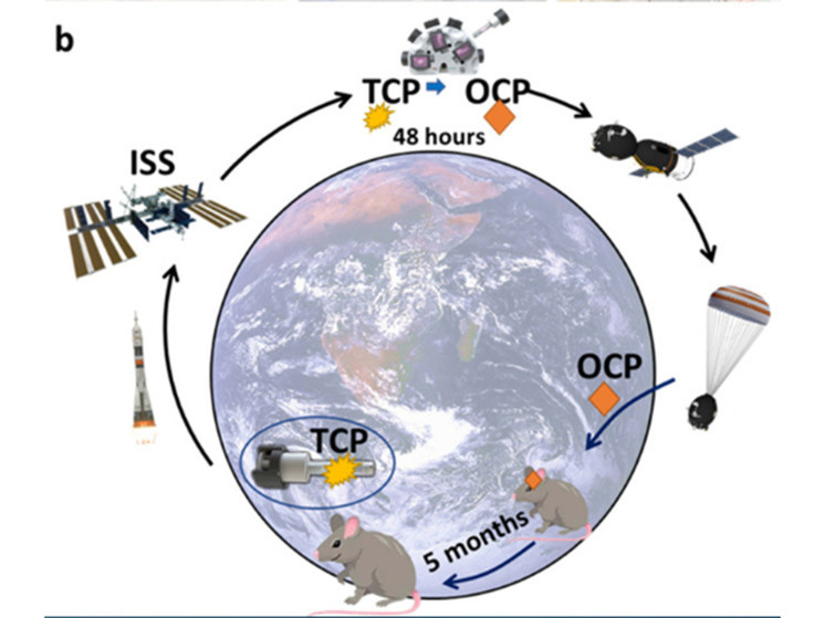 Схема космического эксперимента. Источник: пресс-служба ИМЕТ РАН.