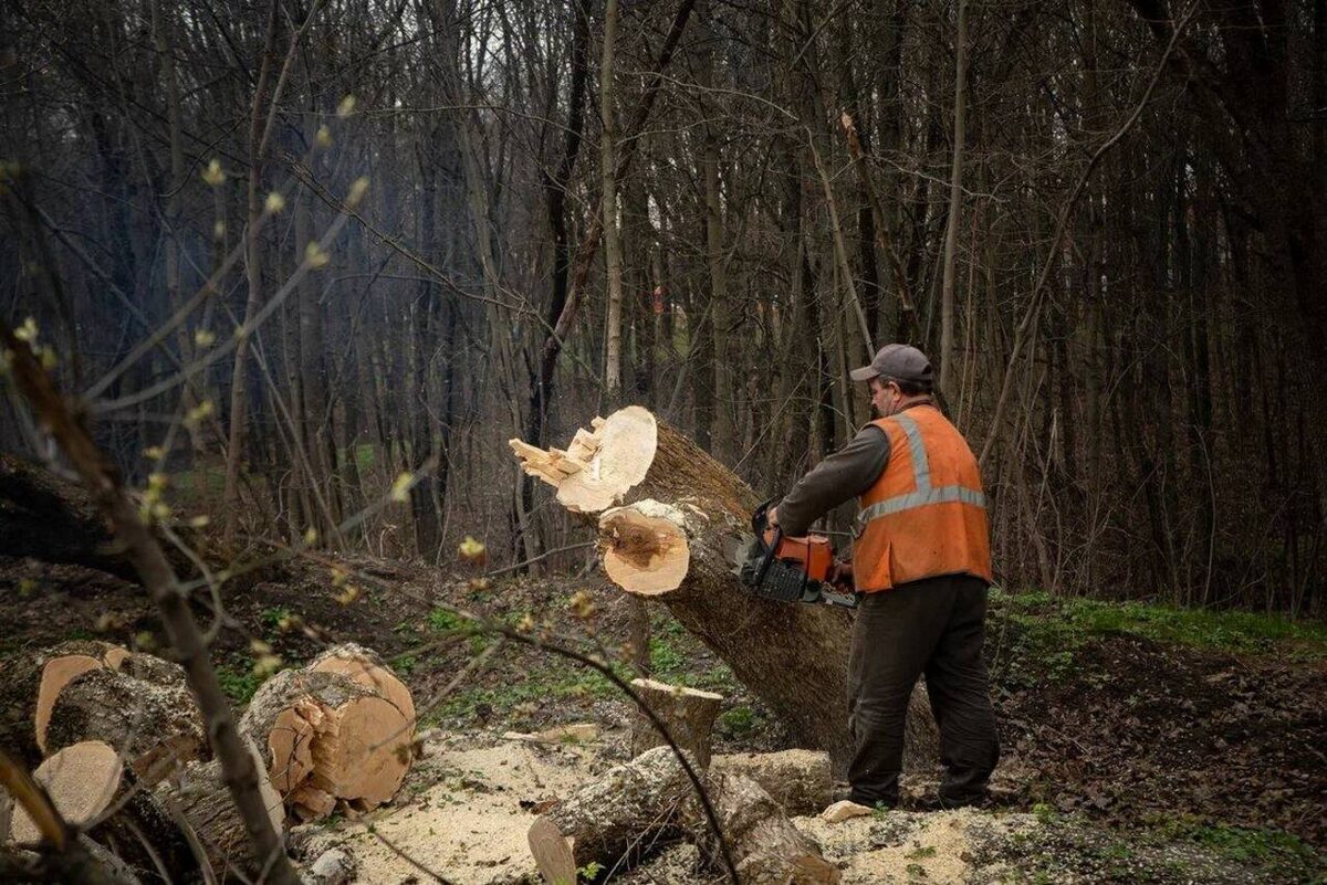    В Курске проводится расчистка территории для обеспечения доступа к массовому захоронению