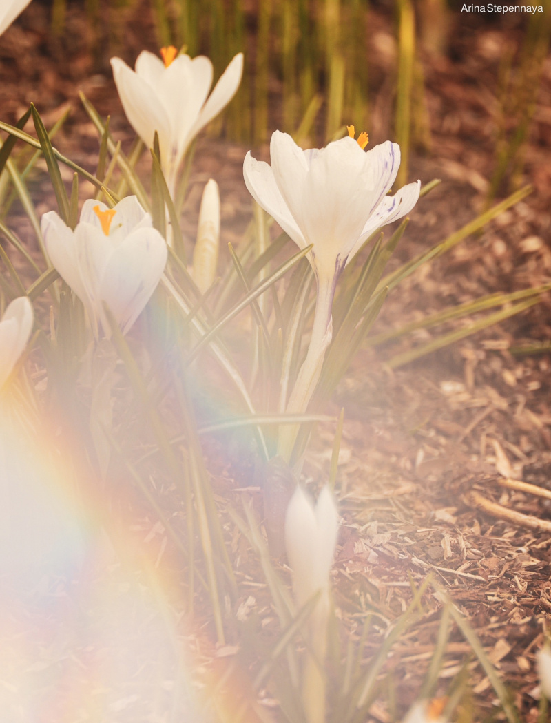    Маленькие солнышки расцвели в самом сердце ПетрозаводскаАрина Степенная