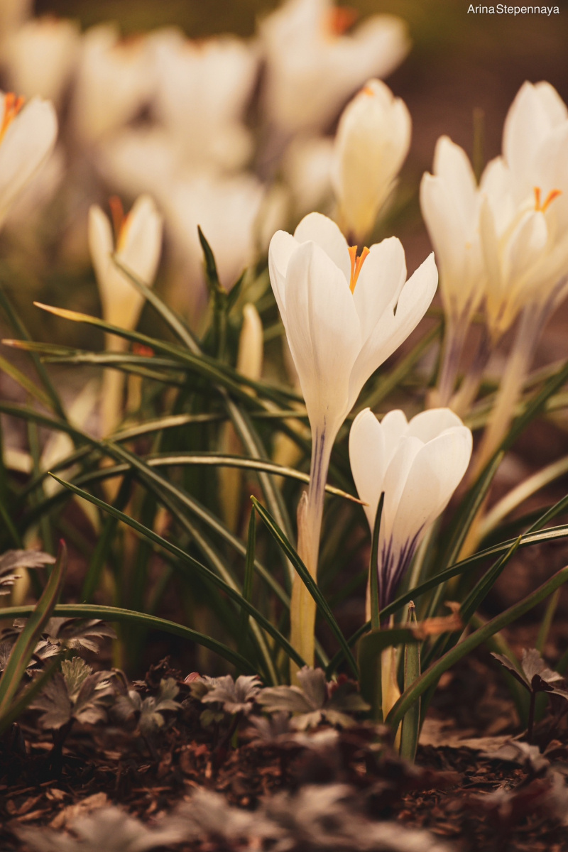    Маленькие солнышки расцвели в самом сердце ПетрозаводскаАрина Степенная