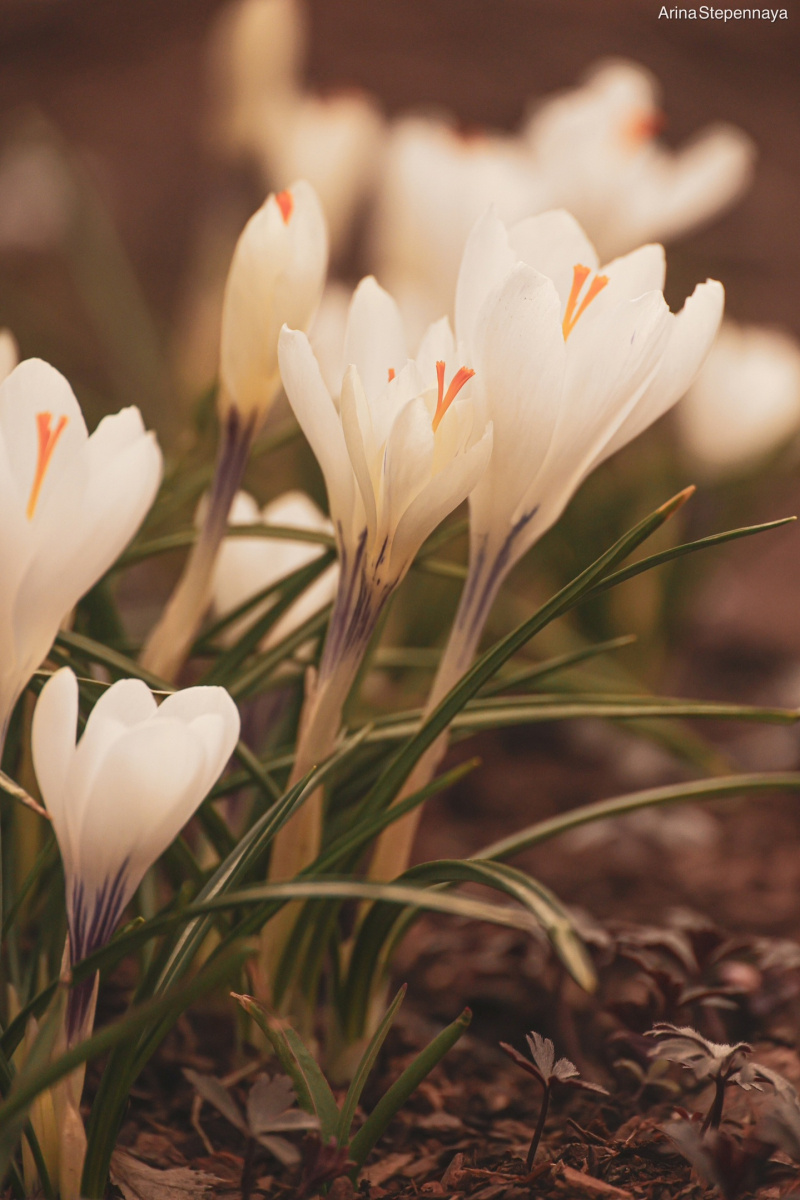    Маленькие солнышки расцвели в самом сердце ПетрозаводскаАрина Степенная