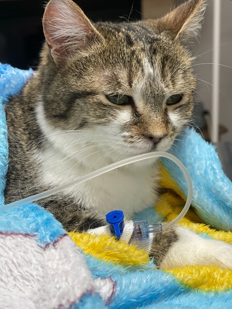 Машенька в ветклинике на капельницах