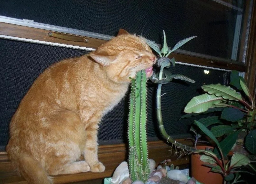 Яндекс. Весна холодная, оголодал во всех смыслах.