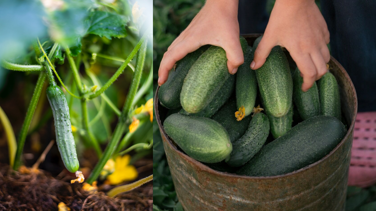 Сбор огурцов