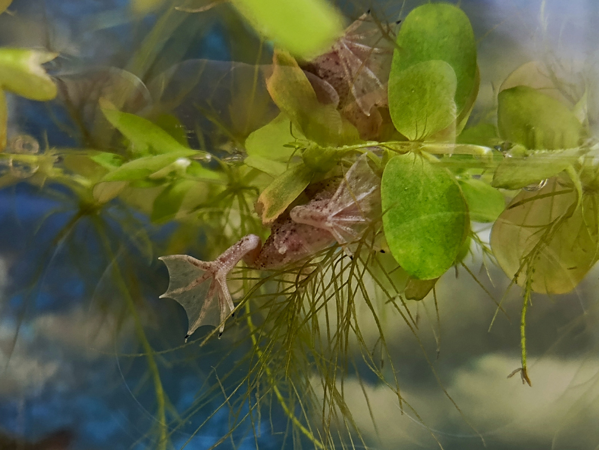 Попа гименохериуса