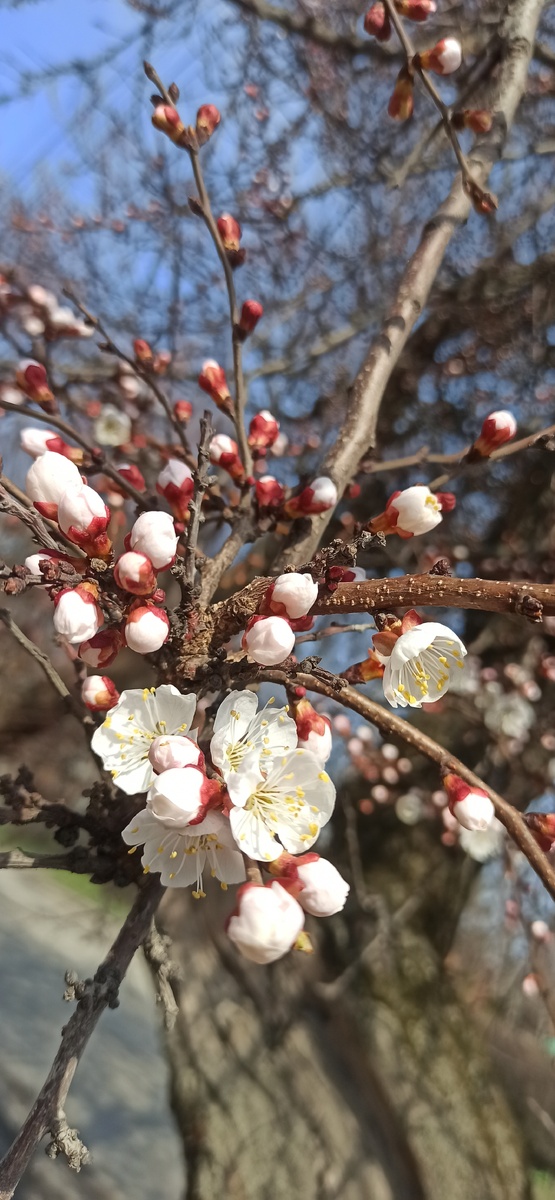 Цветет абрикос в городе