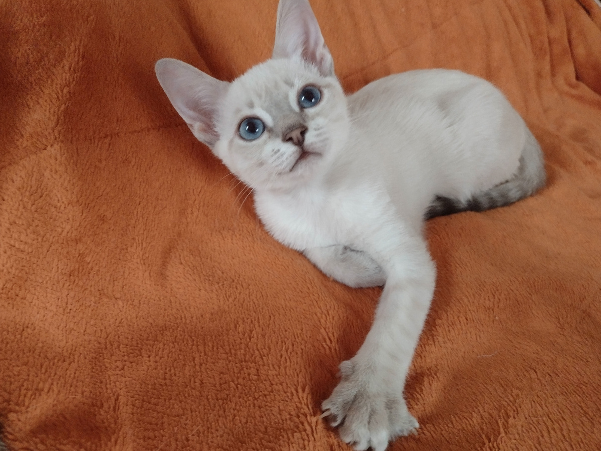 Белых пятен не видно, а они есть (на задней лапе)