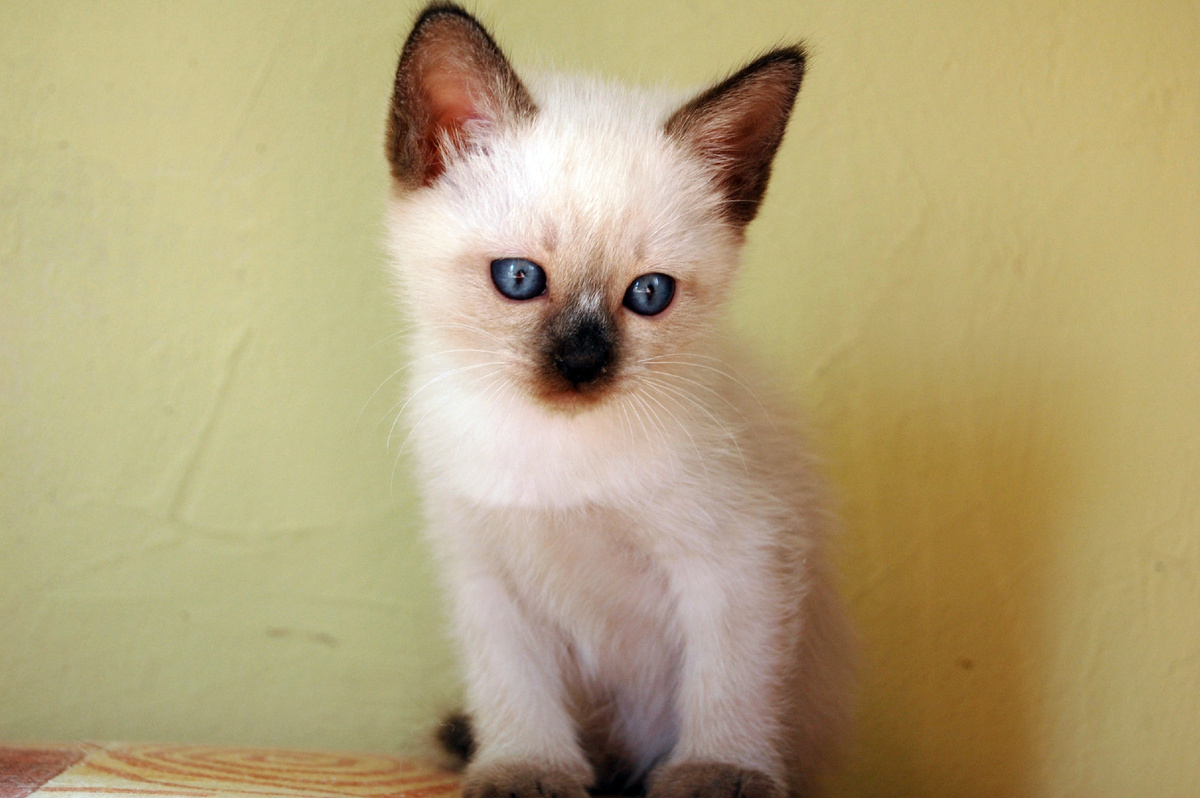 Это у меня не белое пятно, просто я так процветаю, нос потом будет у меня черный 