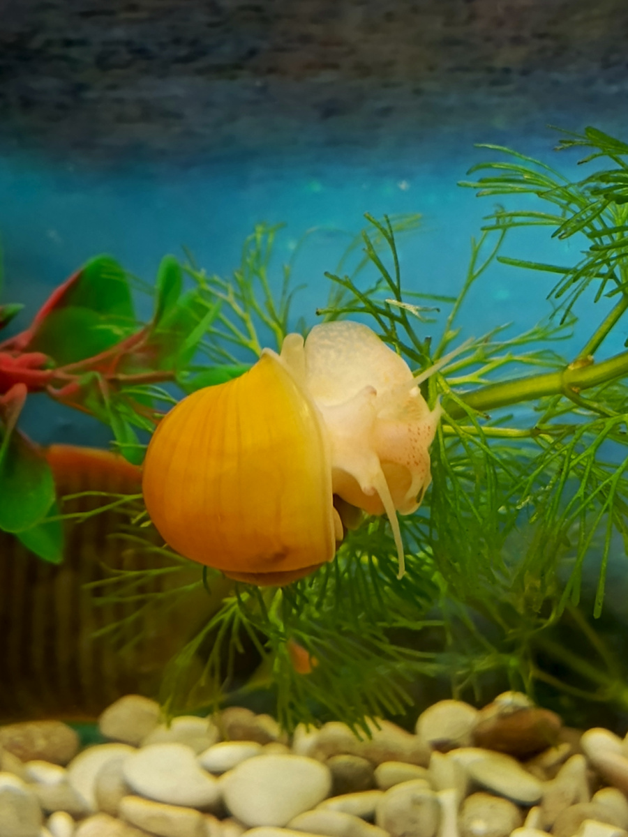 Ампулярии в моем аквариуме 